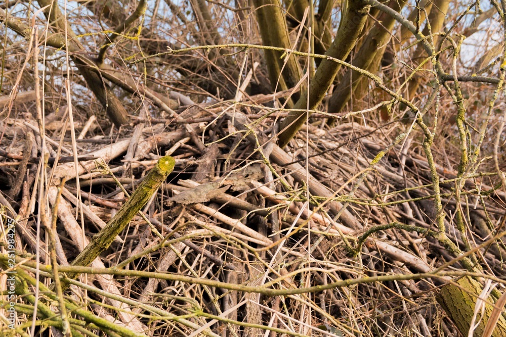 structure of a beaver lodge