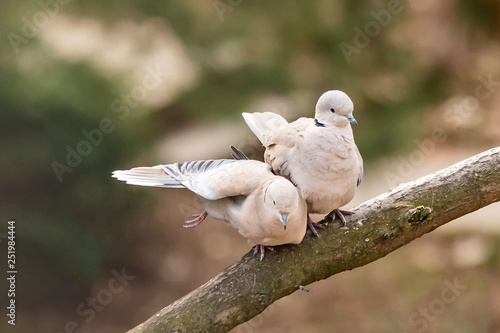 Lovely turtledove. Love birds on the branch. 