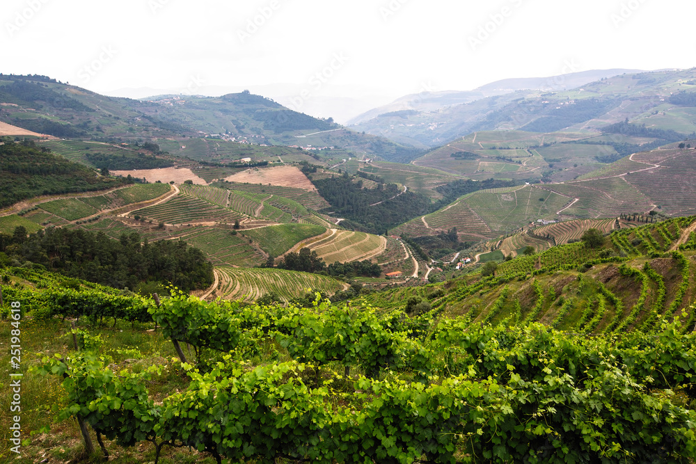 View of vineyards are on a hills in Douro Valley - Nord Portugal.