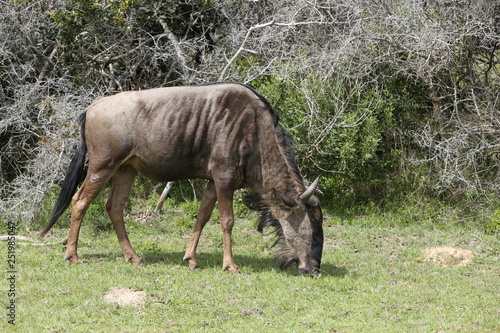 A Wildebeest eating grass in South Africa. 