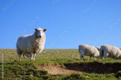 Sheep on a meadow watching towards camera