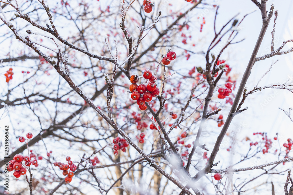 A branch of red rowan covered with hoarfrost A branch of red rowan covered with hoarfrost