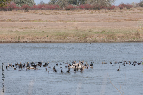 great cormorants (Phalacrocorax carbo) in the middle of a lake
