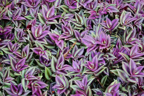 Variegated leaves of purple Zebrina pendula (Tradescantia zebrina) texture background