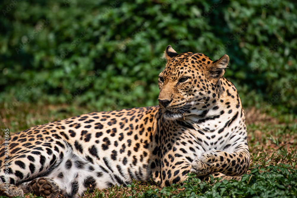 a beautiful portrait leopard a beautiful portrait leopard