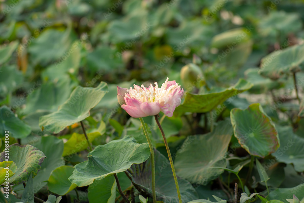 Closeup selective focus on blossom pink lotus with blurred green leaves in background