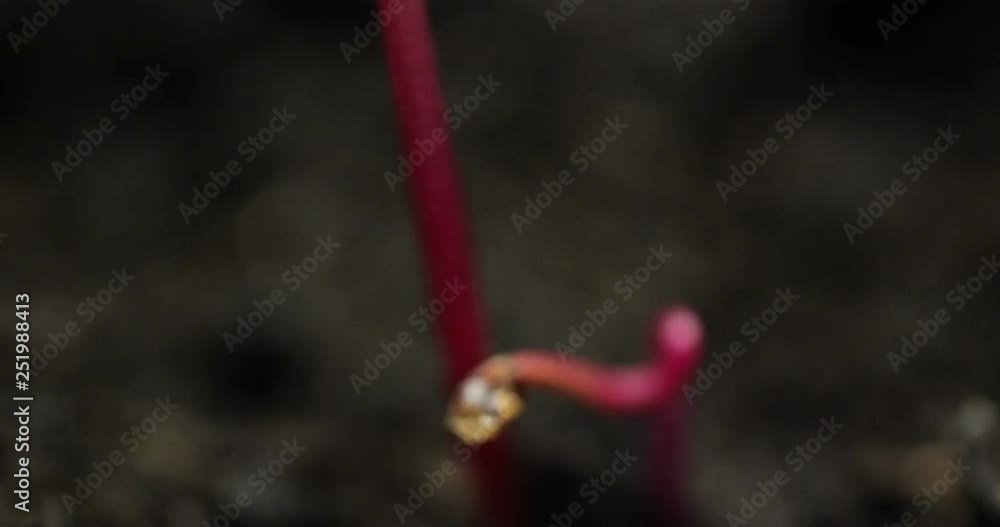 Small Plants Growing in Greenhouse Agriculture Time-lapse Sprouts Germination Small Plants Growing in Greenhouse Agriculture Time-lapse Sprouts Germination