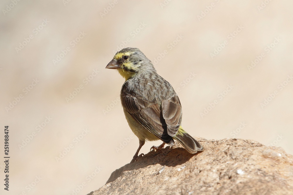 Yellow fronted canary, Crithagra mozambica Yellow fronted canary, Crithagra mozambica