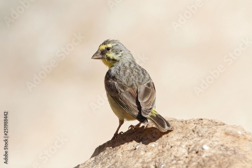 Yellow fronted canary, Crithagra mozambica photo