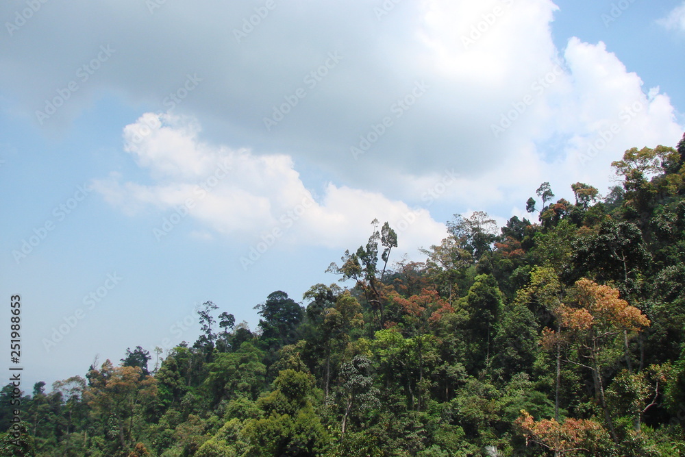 Panorama of a cloudy blue sky over the young trees of a mountain forest on the top of a hill. Panorama of a cloudy blue sky over the young trees of a mountain forest on the top of a hill.