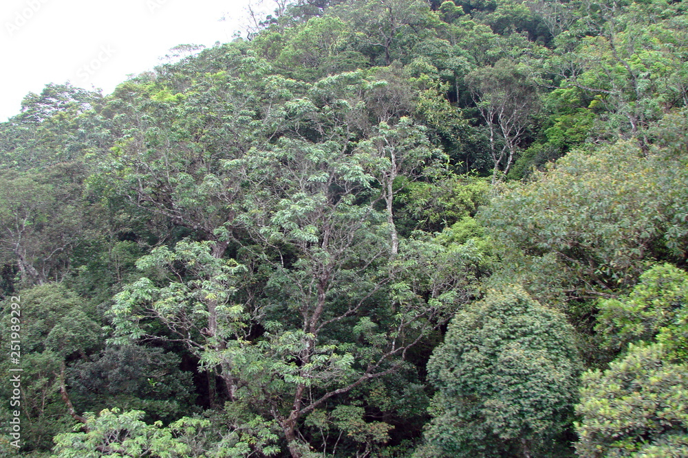 Panorama from the height of the cable car of the dense mountain forest on the ranges of southern Asia. Panorama from the height of the cable car of the dense mountain forest on the ranges of southern Asia.