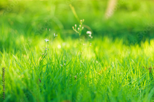 Closeup of fresh green grass. 