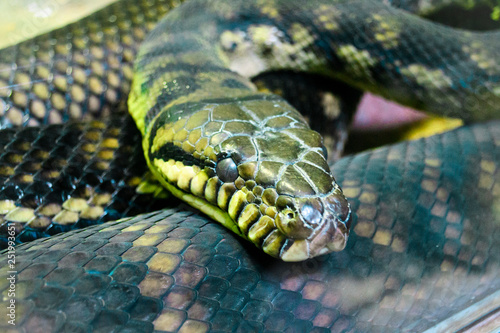 snake python close up