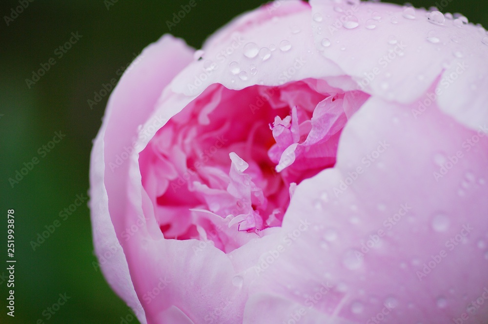 close up water drop on petal of the peony blossom. fresh bright blooming pink peonies flowers with dew drops on petals. Soft focus close up water drop on petal of the peony blossom. fresh bright blooming pink peonies flowers with dew drops on petals. Soft focus