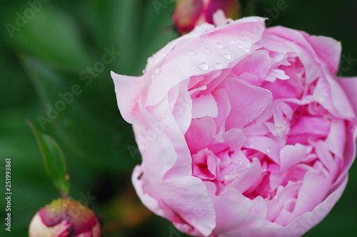 close up water drop on petal of the peony blossom. fresh bright blooming pink peonies flowers with dew drops on petals. Soft focus