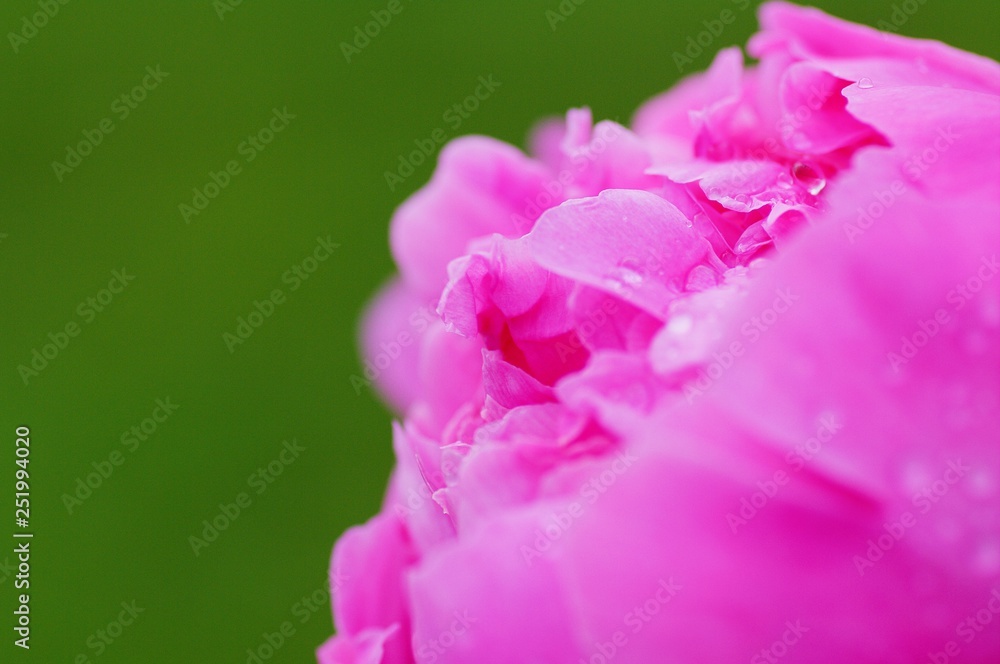 close up water drop on petal of the peony blossom. fresh bright blooming pink peonies flowers with dew drops on petals. soft focus close up water drop on petal of the peony blossom. fresh bright blooming pink peonies flowers with dew drops on petals. soft focus