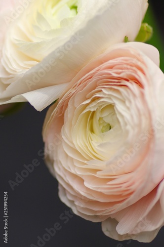Beautiful fresh blossoming Ranunculus flower on the black background, close up view