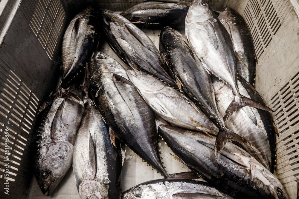 Fototapeta premium Tuna fish getting ready to be discharged in the docks of the Azores