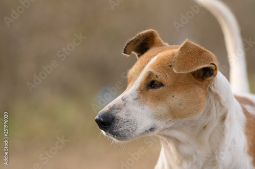 A feral dog © tahir