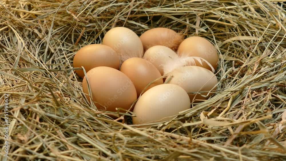 Chicken eggs in the nest. Eggs close up. Collect eggs from the chicken coop. Multicolored eggs with feathers on the hay. Chicken eggs in the nest. Eggs close up. Collect eggs from the chicken coop. Multicolored eggs with feathers on the hay.