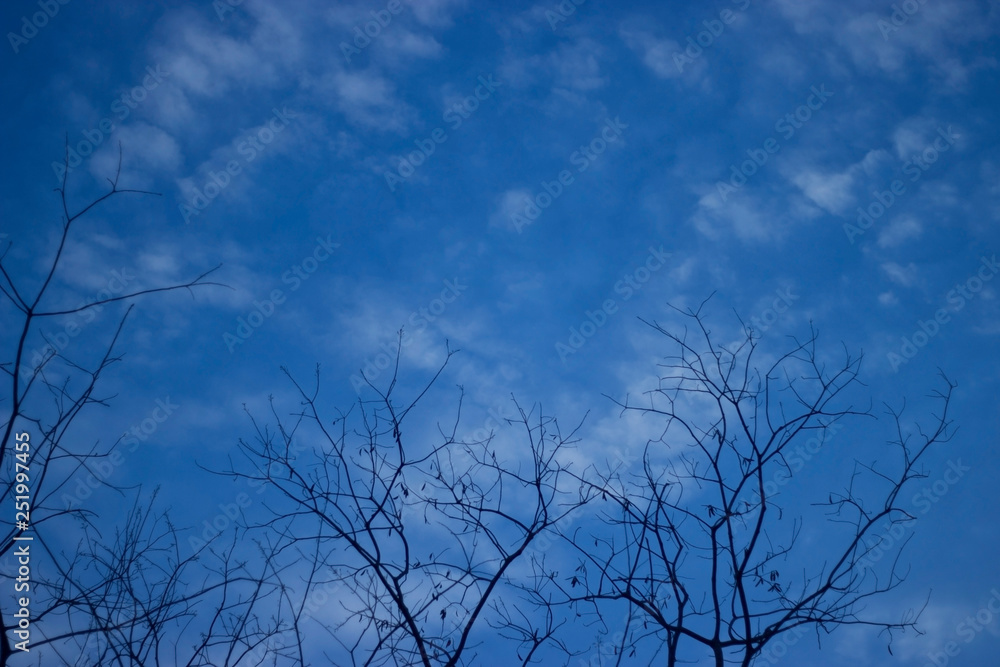 Silhouette dry tree branches against a blue sky background Silhouette dry tree branches against a blue sky background