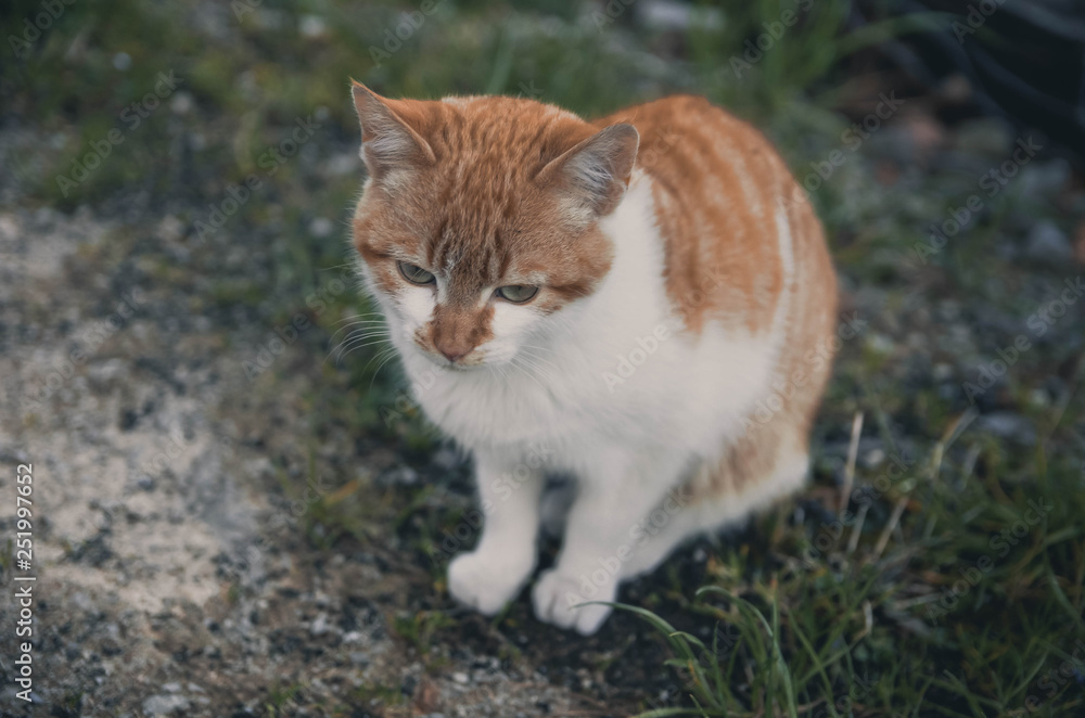  Lovely portrait of a cat in the field. Animal