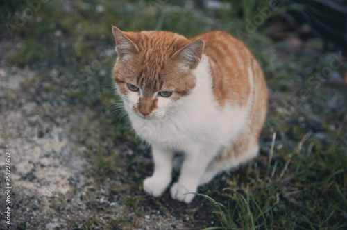  Lovely portrait of a cat in the field. Animal © Iskan