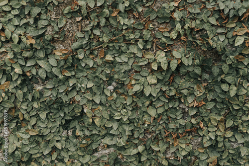  abstract background, wall / fence overgrown with green leaves