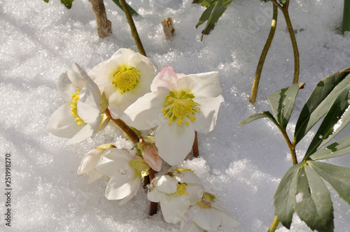 Christrosen warten auf Tauwetter