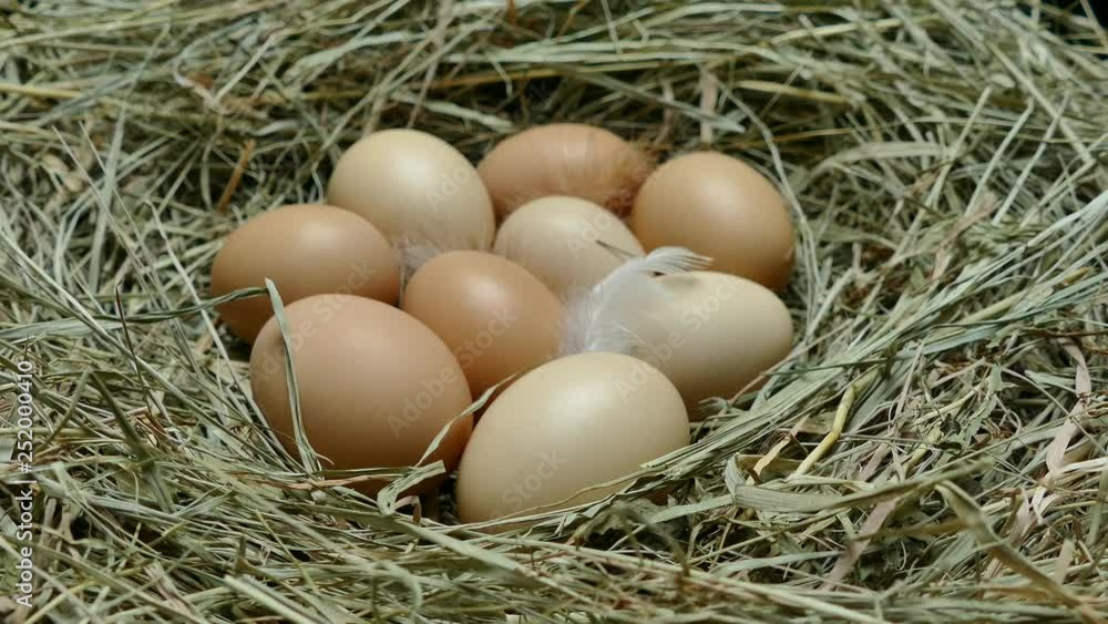 Chicken eggs in the nest. Eggs close up. Collect eggs from the chicken coop. Multicolored eggs with feathers on the hay. Chicken eggs in the nest. Eggs close up. Collect eggs from the chicken coop. Multicolored eggs with feathers on the hay.