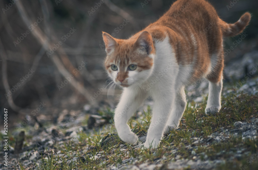 Lovely portrait of a cat in the field. Animal Lovely portrait of a cat in the field. Animal