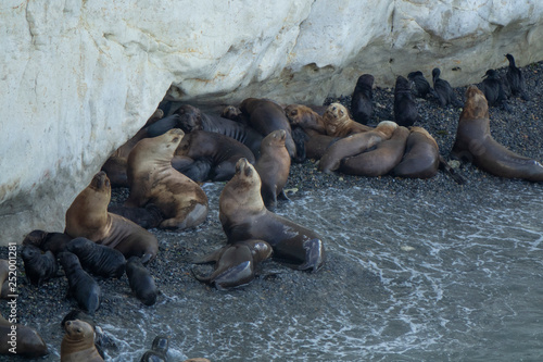 images of sea lions