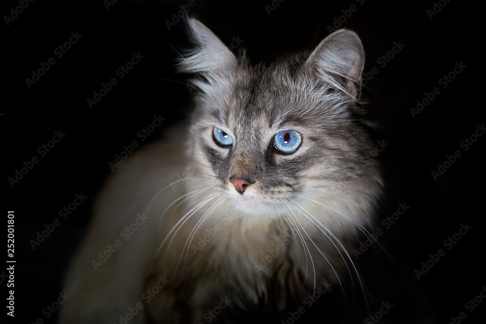 Portrait of Siberian colorpoint cat with blue eyes on black background.