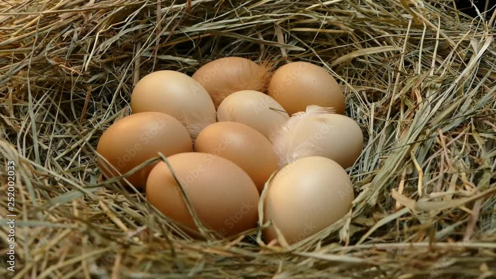 Chicken eggs in the nest. Eggs close up. Collect eggs from the chicken coop. Multicolored eggs with feathers on the hay. Chicken eggs in the nest. Eggs close up. Collect eggs from the chicken coop. Multicolored eggs with feathers on the hay.