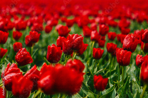 Spring blooming tulip field in Netherlands in spring after rain. Flowers tulips, the symbol of the Netherlands. Colorful tulips. Spring in Netherands