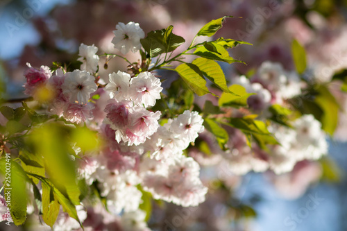 A sunlit branch of delicate blooming sakura with white and soft pink flowers and green leaves in spring, bokeh