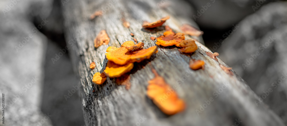 Fototapeta premium Mushroom or conks in the tree bark