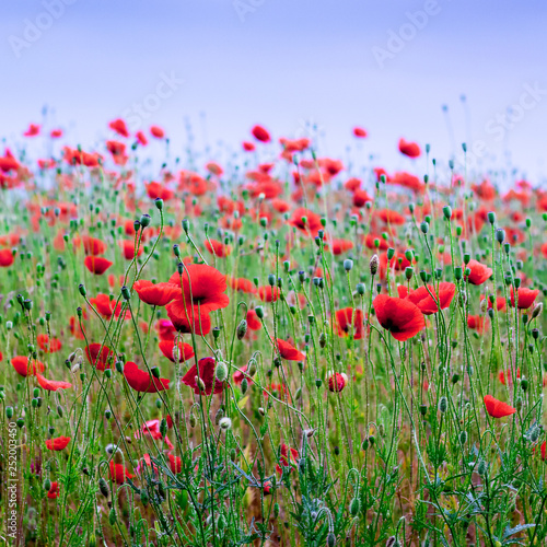 Red poppies in the field. Poppy blossom_