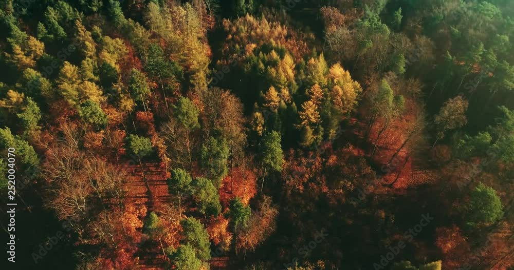Autumn forest in a top view. Nature, fall seasonal landscape. Sunny weather. Autumn forest in a top view. Nature, fall seasonal landscape. Sunny weather.