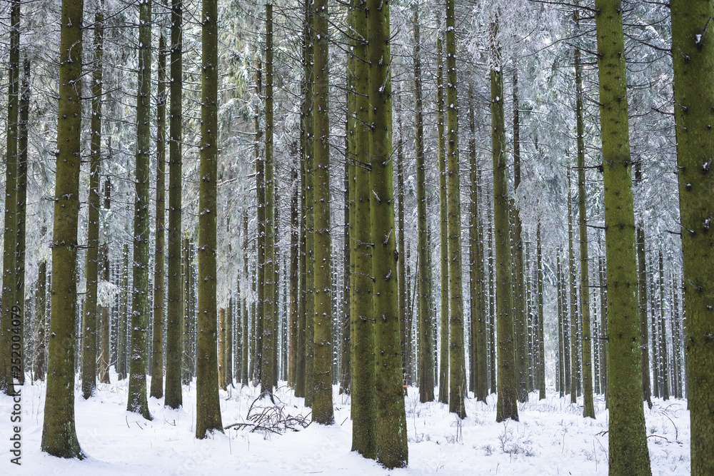Fototapeta premium Forêt enneigé