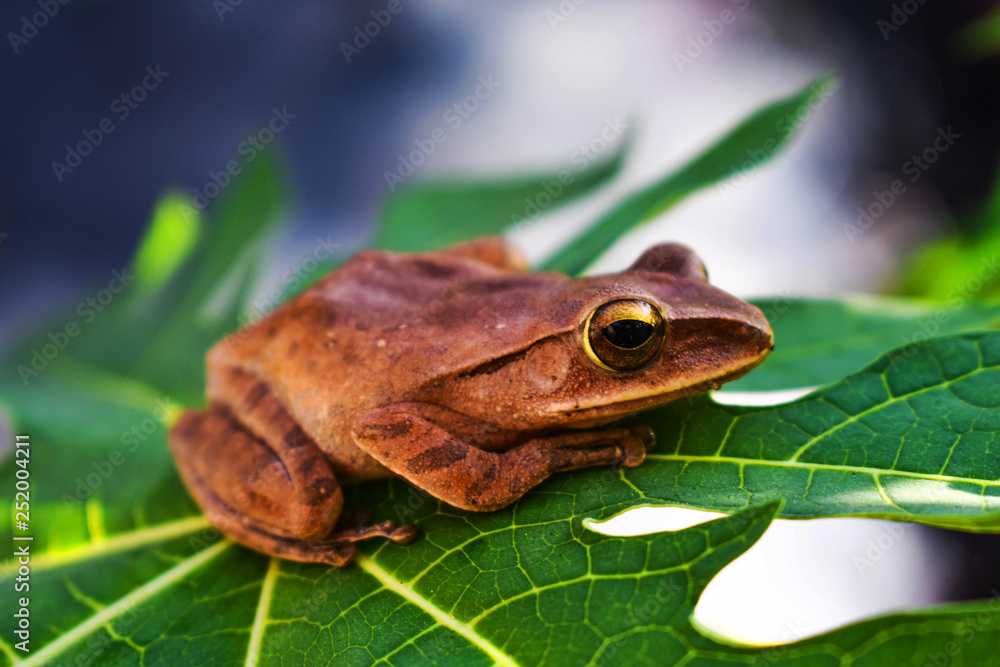 Obraz premium frog on leaf