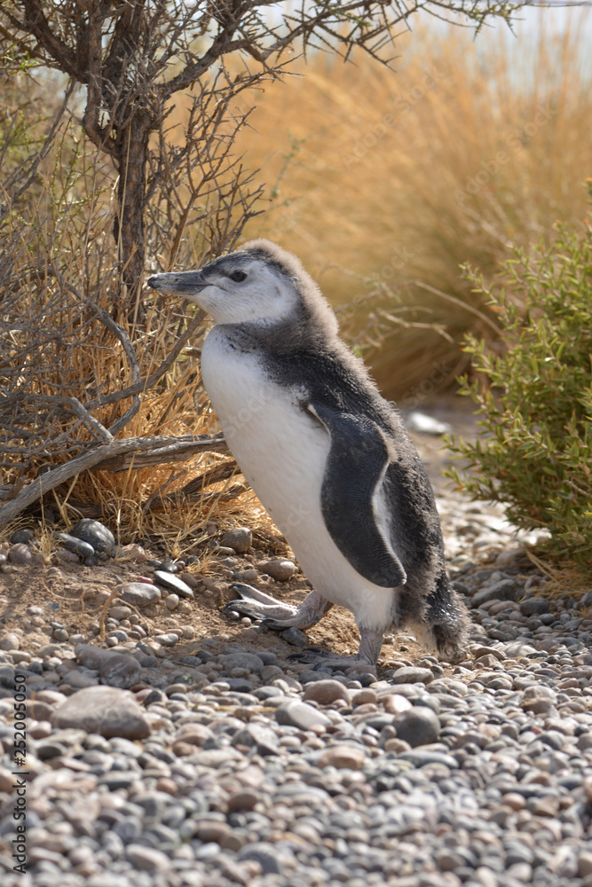 Fototapeta premium image of a penguin