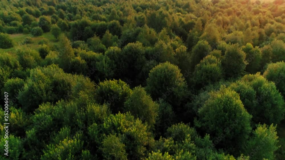 Wonderful high trees at windy weather aerial shot view from above amazing dense forest Wonderful high trees at windy weather aerial shot view from above amazing dense forest