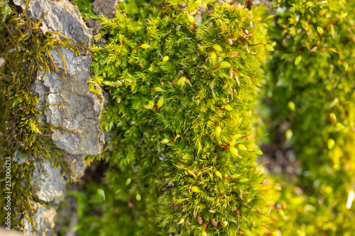 Macro of mossy forest floor in nature photo