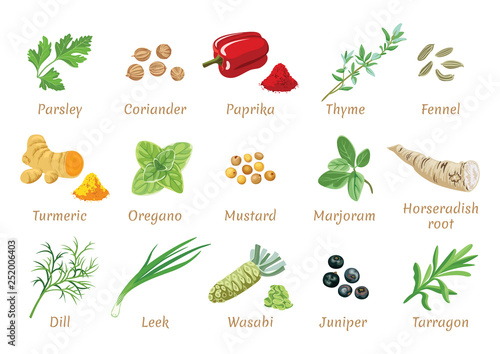 Vector set of popular spices. Juniper, Wasabi, Tarragon, Dill, Leek, Turmeric, Oregano, Mustard, Marjoram, Horseradish root, Parsley, Coriander, Paprika, Thyme, Fennel. Flat icon, tag, label.