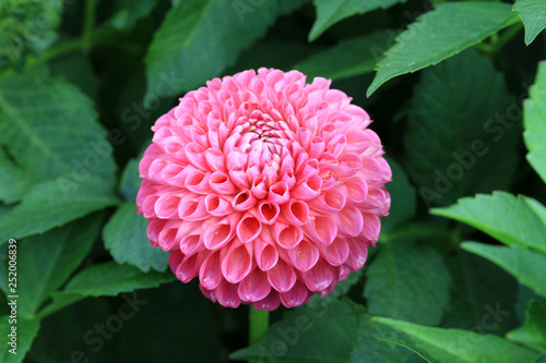 Pompon Dahlia Jowey Frambo