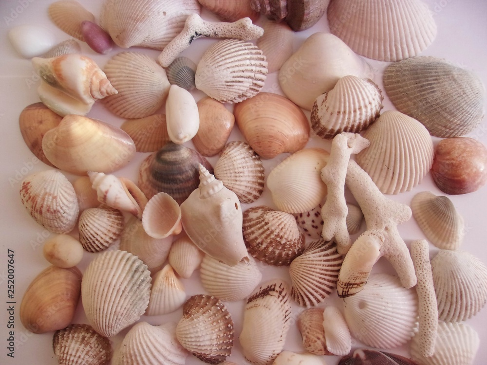 set of sea shells