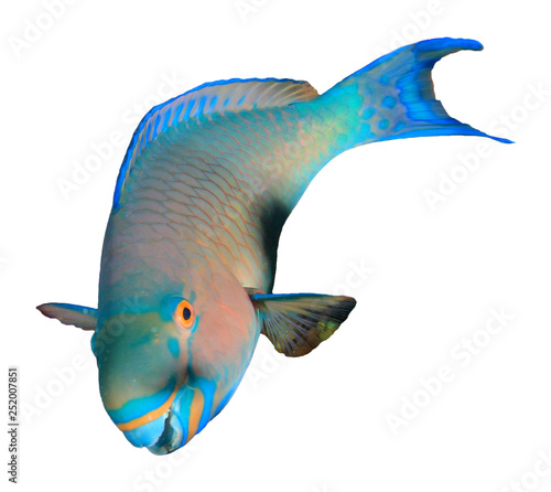 Photography Parrotfish fish isolated on white background