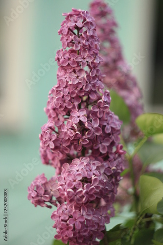 Blossoming purple lilacs in the spring. Selective soft focus, shallow depth of field. Blurred image, spring background