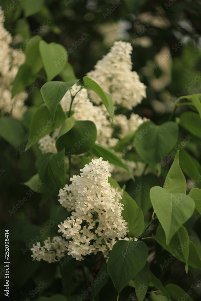 Blossoming common Syringa vulgaris lilacs bush white cultivar. Springtime landscape with bunch of tender flowers. lily-white blooming plants background against blue sky. Sof focus Blossoming common Syringa vulgaris lilacs bush white cultivar. Springtime landscape with bunch of tender flowers. lily-white blooming plants background against blue sky. Sof focus